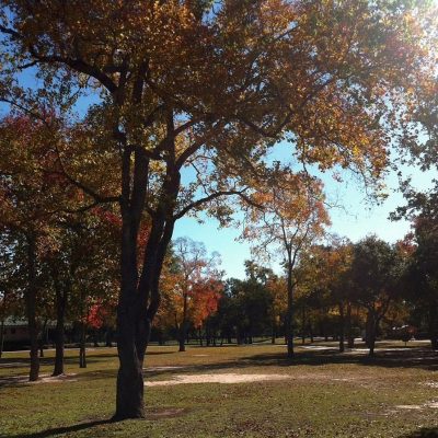 A park with trees displaying fall foliage on a sunny day. Shadows cast by the trees cover parts of the grassy ground.