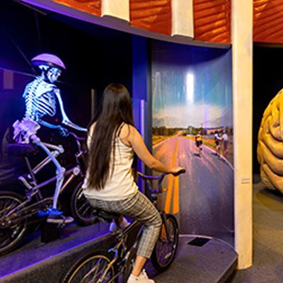 A person with long hair rides a stationary bike next to a skeleton on a bike, in an exhibit with a backdrop of a road and cyclists.
