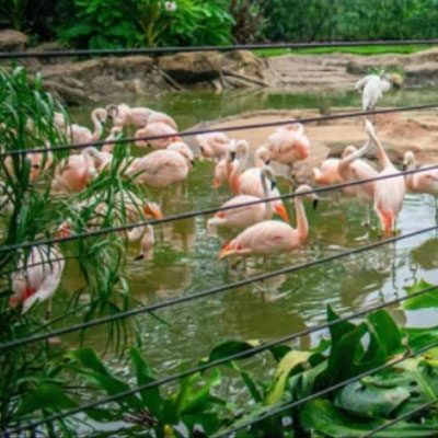 A flock of flamingos wades in a pond surrounded by greenery and rocks, viewed through wire fencing.